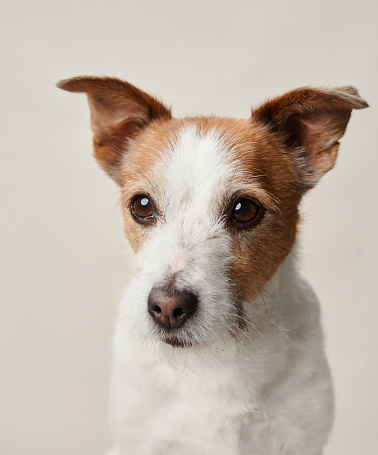 Portrait of a Jack Russell Terrier dog , gaze fixated off-camera, set against a neutral backdrop