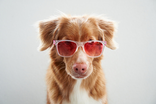 Trendy Nova Scotia Duck Tolling Retriever dog sports pink sunglasses, studio style. This cool pet fashion statement is both charming and humorous