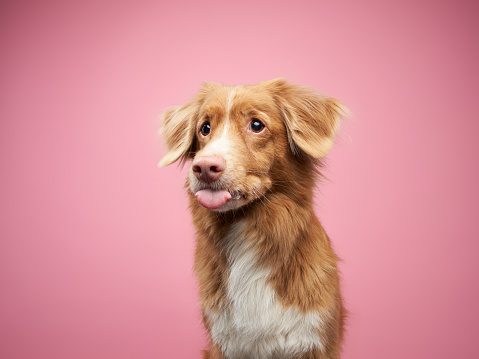 A playful golden Nova Scotia Duck Tolling Retriever dog sticks its tongue out, against a pink background, exuding charm