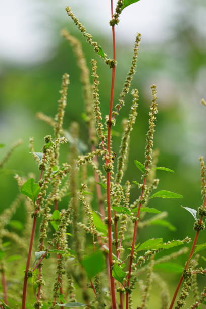 istock Thorny Amaranthus (Amaranthus spinosus, spiny amaranth, spiny pigweed, prickly amaranth, thorny amaranth) with natural background 1918318261
