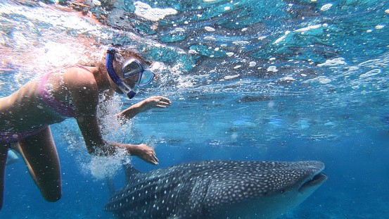 Girl swimming with a Whale shark