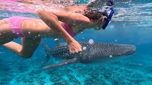 istock Girl swimming with a Whale shark 1918348351