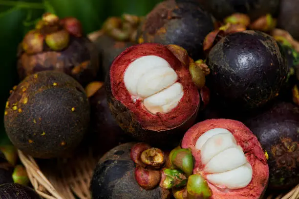 Close-up view of ripe mangosteen in wicker basket in Phiman, Satun, Thailand