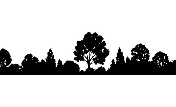 istock Forest silhouette, natural wild landscape. Editable vector foreground of woodlands. Tees black silhouettes, detailed illustration 1918384395