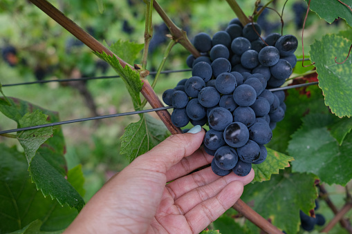 Close-up shot of unrecognizable hand holding a black grapes from the tree. Concept : Quality control grapes at vineyard