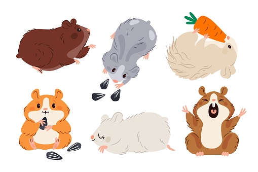 Different hamster breeds. Funny little pets. Long and short haired cute animals. Dzungarian, angora and Chinese rodents. Adorable mammals eat seeds and carrot. Cartoon characters. Garish vector set