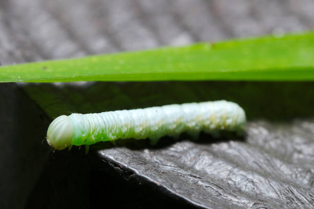 istock Very beautiful jade colored lobster  moth larva (Suzukishachihokoga, Pheosiopsis cinerea. Wildlife closeup macro photograph) 1918399415