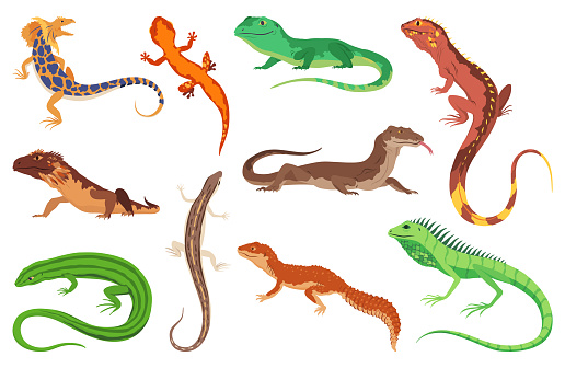 Lizard icons set. Tropical colorful decorative amphibian. Fauna characters in wildlife or zoo. Wildlife colorful creatures isolated on white vector illustration.