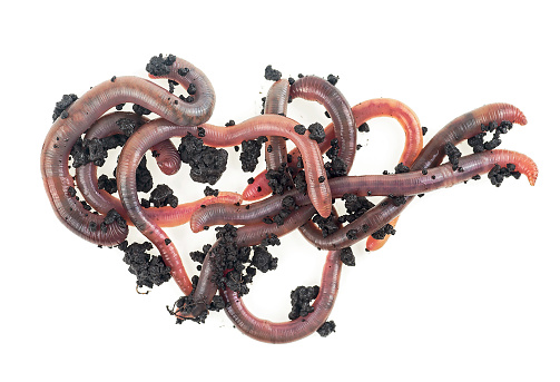 Group of earthworms isolated on a white background, top view. Gardening concept.