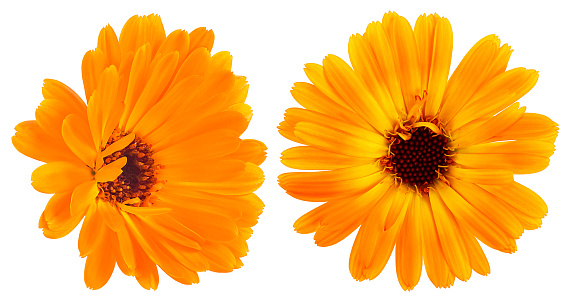 Beautiful blooming yellow marigold flowers isolated on a white background. Calendula officinalis collection.