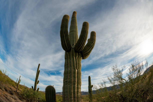 landscape of a stone desert, photo of a cactus with a fish eye lens, giant cactus saguaro cactus (carnegiea gigantea), arizona - lens barrel - fotografias e filmes do acervo