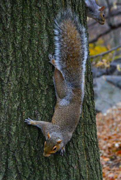 Rodent on a tree, Gray Squirrel (Sciurus carolinensis) asks for a nut in the park, Manhattan, New York, USA