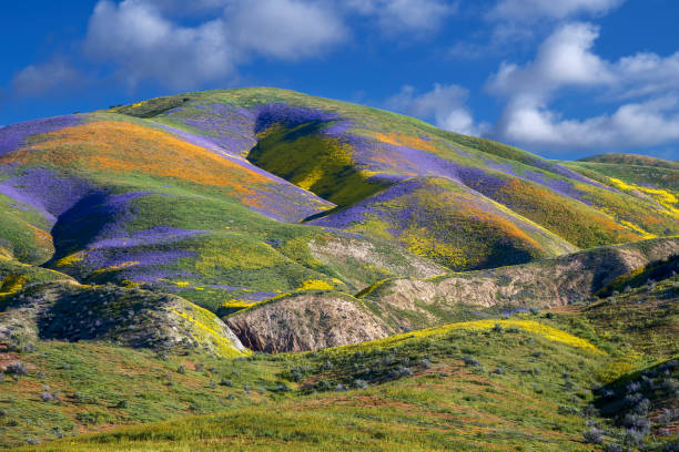 Carrizo Plain National Monument: Multi-Colored Morning
