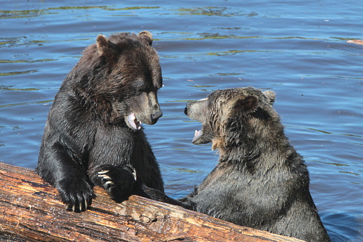 Two bears talking