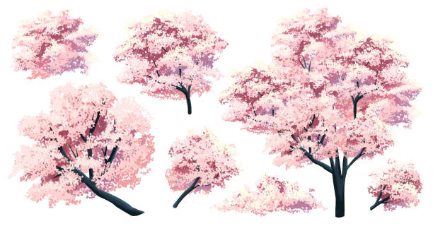 illustrations, cliparts, dessins animés et icônes de fleur de branche de cerisier sakura vecteur gratuit du japon avec des fleurs fleuries constructeur de conception - on branch