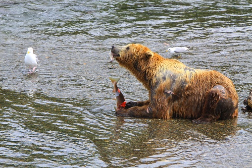 Grizzly bears in Alaska at Katmai Falls feeding for winter