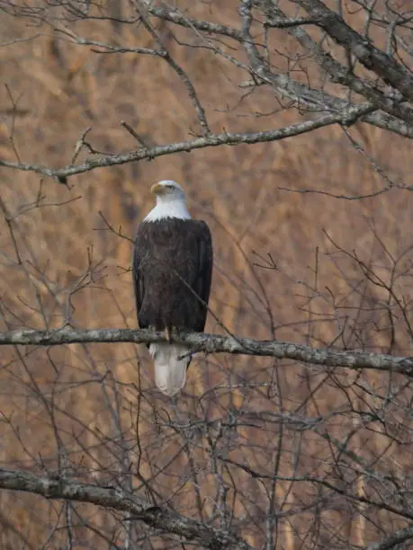 A proud Bald Eagle sitting on a limb in the winter