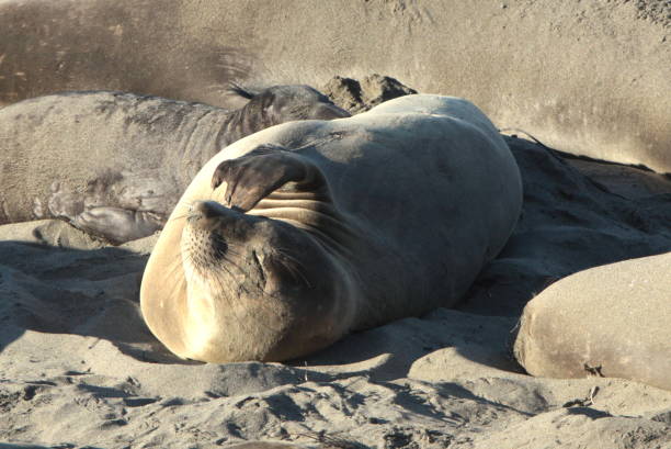 istock Seals of California Coast 1918525199