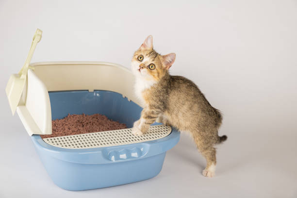 un gato se sienta cómodamente en una caja de arena sobre un fondo blanco prístino, enfatizando la necesidad de cuidado e higiene de los animales. la bandeja para gatos es donde el gato lleva a cabo sus necesidades. - emphasizing fotografías e imágenes de stock