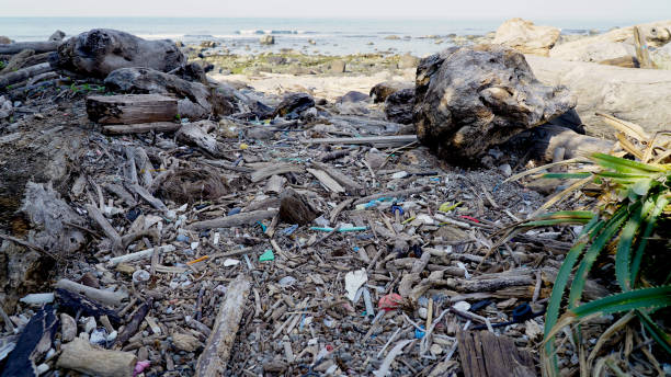 istock Serene Shoreline: Beautiful Beachscape with Driftwood and marine debris 1918533608