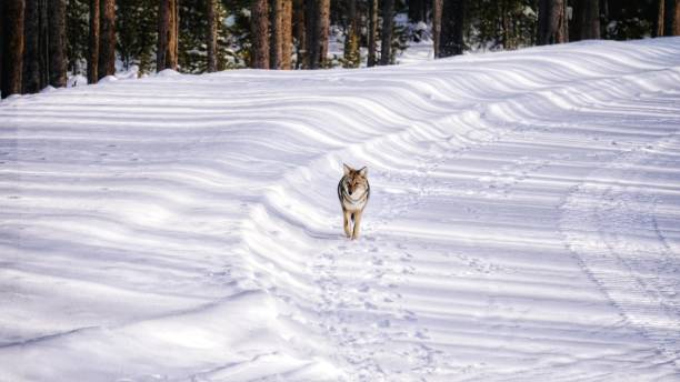 lobo coyote lobos en invierno en el parque nacional de yellowstone, wyoming y montana. noroeste. yellowstone es un paraíso invernal para observar la vida silvestre. - northwest frontier fotografías e imágenes de stock