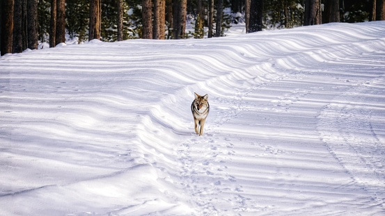 Coyote Wolf Wolves in Winter in Yellowstone National Park, Wyoming and Montana. Northwest. Yellowstone is a winter wonderland, to watch the wildlife and natural landscape.