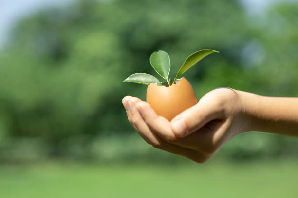 Kid's hand holding repuposed eggshell transformed into fertilizer pot, symbolizing commitment to nurture and grow sprout or baby plant as environment social governance for future generation. Gyre