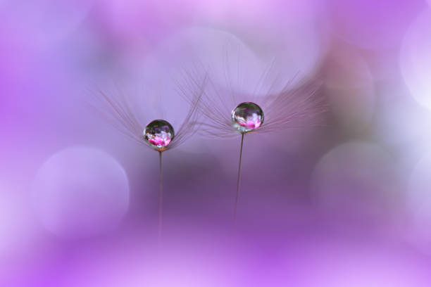 beautiful  nature background.macro shot of amazing spring dandelion flowers.art design.close up photography.conceptual abstract photo.fantasy floral art.creative artistic wallpaper.violet color.white daisy.colorful,colors,plant.water drop.romantic,love. - dandelion nature water drop ストックフォトと画像