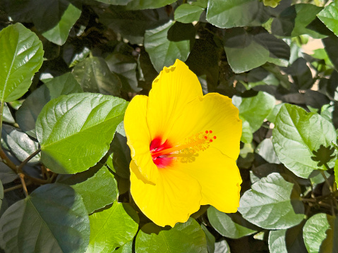 Close up yellow colored hibiscus flower blossom