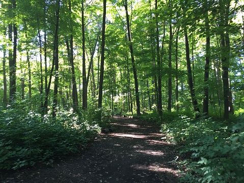 A path in a green forest in summer on a sunny day