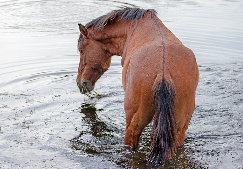 Chestnut Horse cooling off in a dam