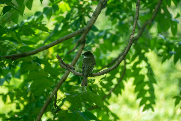 eastern phoebe - bird spring branch phoebe стоковые фото и изображения