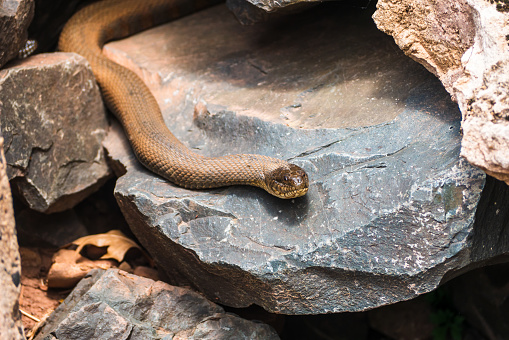 A Common Watersnake slithers out from underneath its cave in the rocks near a stream