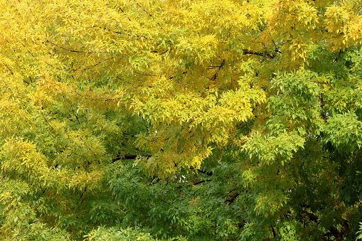 Leaves are turning yellow in the late autumn