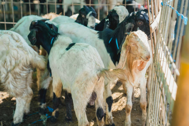 istock goats in a farm 1918667811