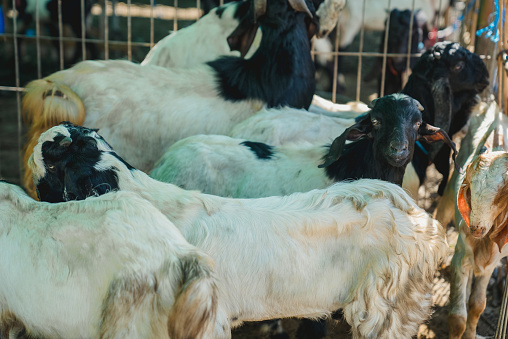 goats in a farm in the countryside