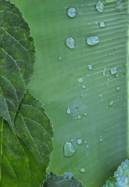 water drops on banana leaves