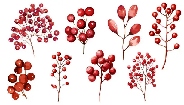 Vector illustration of Watercolor red berries branch vector  clipart collection.  Isolated on white background vector illustration set.