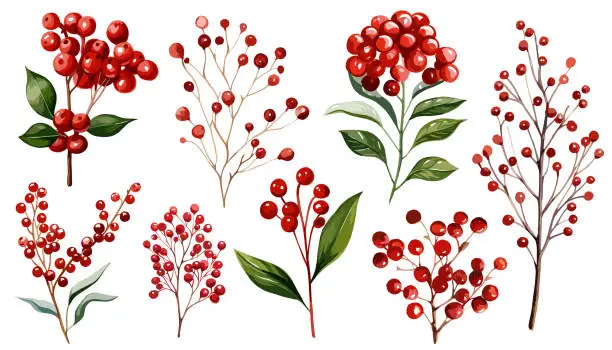 Vector illustration of Watercolor red berries branch vector  clipart collection.  Isolated on white background vector illustration set.