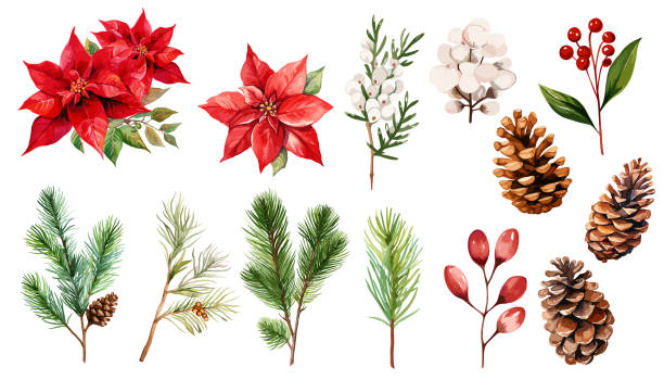 Watercolor holiday plants, poinsettia and pine corn  branches clipart collection.  Isolated on white background vector illustration set.