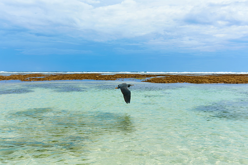 A black heron bird flies over the clear, clean water of the ocean on the popular tourist island of Bali