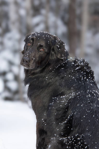istock Cute dog on a patio watching the snowstorm 1918700369