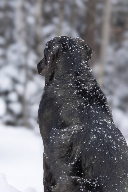 istock Cute dog on a patio watching the snowstorm 1918700372