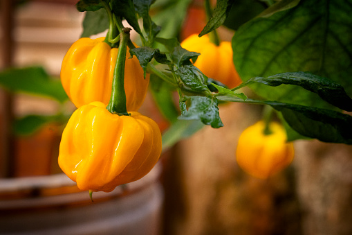 Food theme series: Close-up view of yellow sweet small peppers hanging on the plant in a home garden