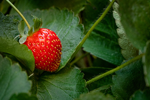 strawberry isolated on white