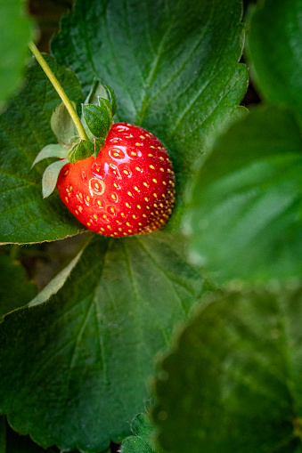 Food theme series:Close-up view of a ripe strawberry from the plant in a home garden