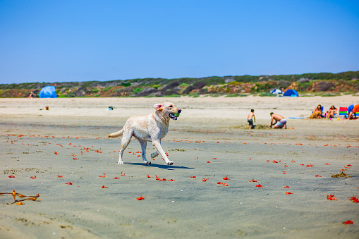A yellow lab (Labrador Retriever) happily walking on sandy dog beach in California.