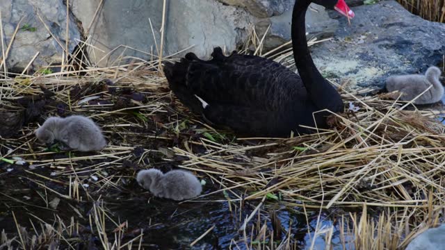 Video of Black Swan and Newborn Little Swan