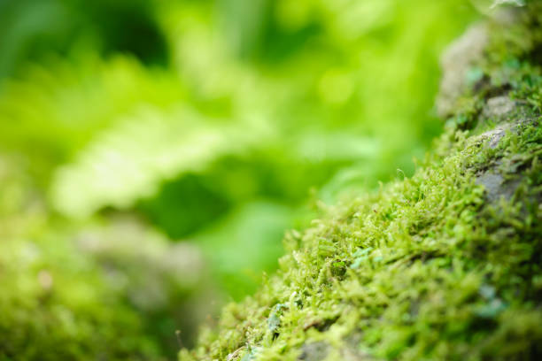 istock Beautiful nature view green Moss on stone with blurred greenery background under sunlight and copy space using as background natural plants landscape, ecology wallpaper concept. 1918750789