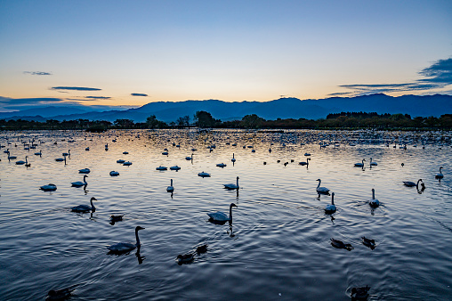 Swan flying site in Niigata, Japan